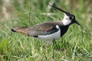 05-04-07 013+1 kievit.web