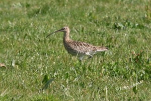 05-04-07 026+1wulp.web