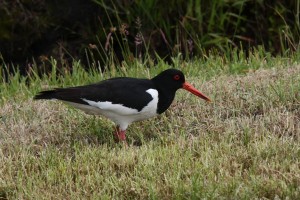 rondje vierhuis rohel 021